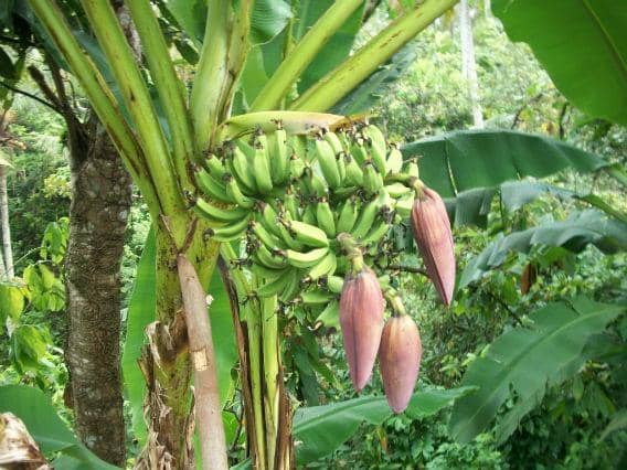 http://cdn.idntimes.com/content-images/post/20150826/pohon_pisang (1).jpg